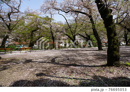 3月 武蔵野30花むしろ 花びらのジュータン と井の頭恩賜公園の写真素材