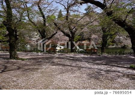 3月 武蔵野29花むしろ 花びらのジュータン と井の頭恩賜公園の写真素材