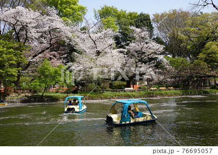 3月 武蔵野26桜とボート・井の頭恩賜公園 3月 武蔵野26桜とボート・井の頭恩賜公園 76695057
