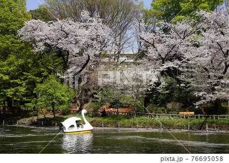 3月 武蔵野25桜とボート・井の頭恩賜公園 3月 武蔵野25桜とボート・井の頭恩賜公園 76695058
