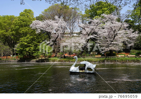 3月　武蔵野24桜とボート･井の頭恩賜公園 76695059