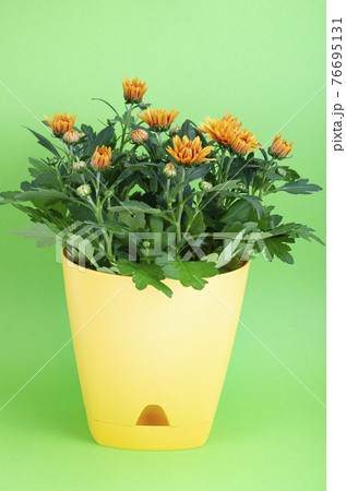 Blooming chrysanthemum in yellow pot on green background Blooming chrysanthemum in yellow pot on green background 76695131