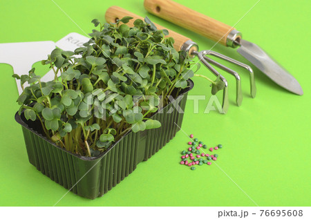 Planting microgreens. Pack with radish seeds. Garden tools for planting plants 76695608