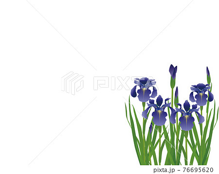 菖蒲 背景素材 菖蒲 背景素材 76695620
