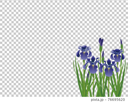 菖蒲 背景素材 菖蒲 背景素材 76695620