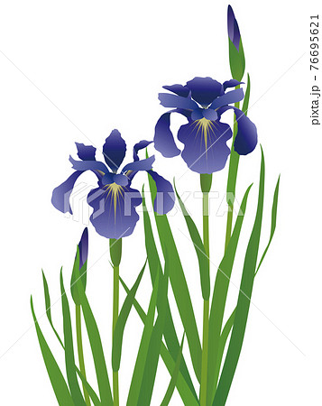 菖蒲 背景素材 菖蒲 背景素材 76695621