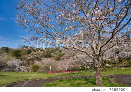 母智丘公園　R3春 76696004