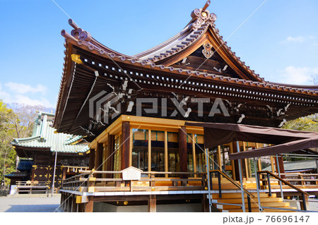 三嶋大社の舞殿と境内の満開の桜 76696147