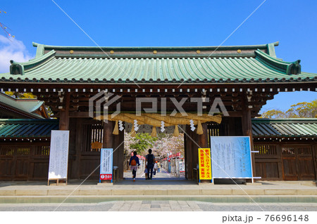 三嶋大社の総門と境内の満開の桜 76696148