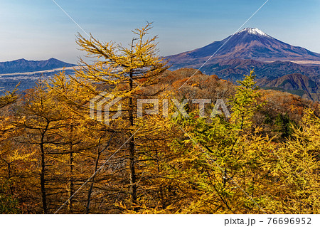 丹沢・鍋割山稜のカラマツの黄葉と富士山 76696952