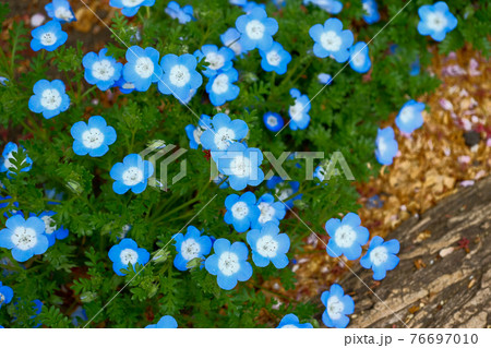 【4月上旬・花】ネモフィラ・春の花壇に咲く薄い青色の花 76697010