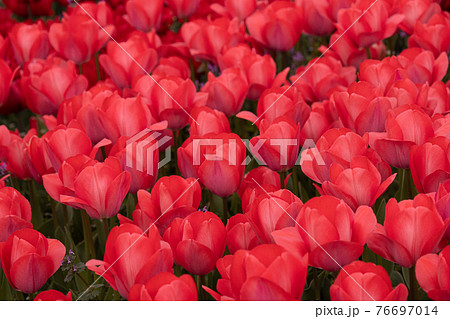 満開のチューリップ畑 76697014