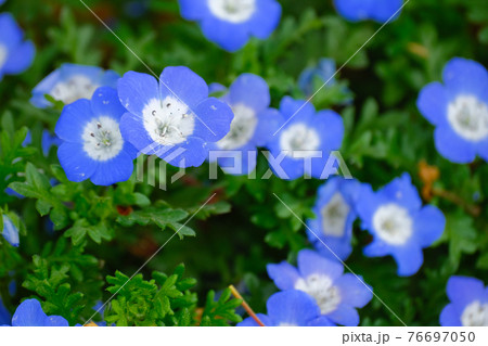 4月上旬 花 ネモフィラ 春の花壇に咲く青色の花の写真素材
