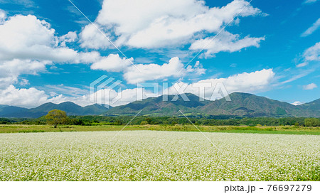 蒜山高原のソバ畑　サイクリングのイメージ 76697279