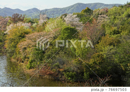 春の里山 春の里山 76697503