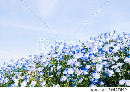 【春】青色のネモフィラの花畑 【春】青色のネモフィラの花畑 76697649