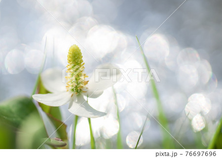 キラキラの丸ぼけの中に咲く白い花 ドクダミ の写真素材