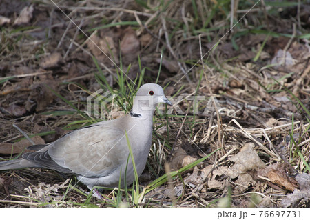 ナゲキバトが地面に留まる様子　ノースバンクーバー　ブリティッシュコロンビア　カナダ　　 76697731