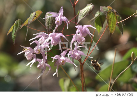 春の風景　イカリソウに訪花したビロードツリアブ 76697759
