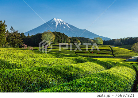 富士市大渕笹場から朝日を浴びて緑色に輝く新茶の目と青空に映える富士山 76697821