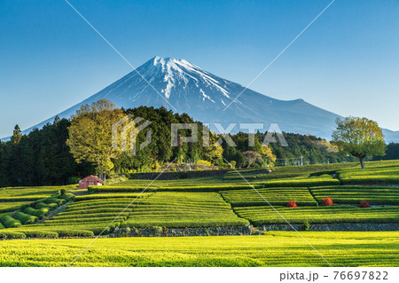 富士市大渕笹場から朝日を浴びて緑色に輝く新茶の目と青空に映える富士山 76697822