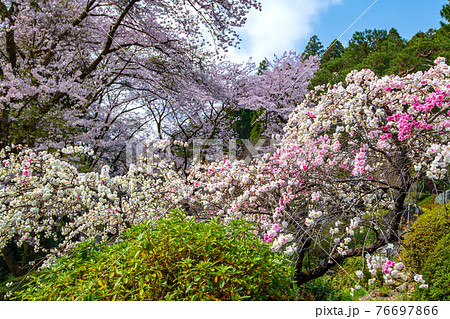 里山の春を彩る 桜と花桃 慈光寺塔頭 霊山院 里山の春を彩る 桜と花桃 慈光寺塔頭 霊山院 76697866