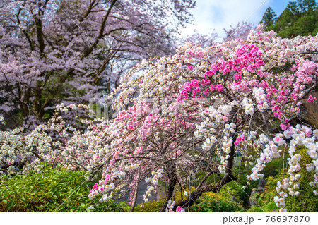 里山の春を彩る 桜と花桃 慈光寺塔頭 霊山院 里山の春を彩る 桜と花桃 慈光寺塔頭 霊山院 76697870