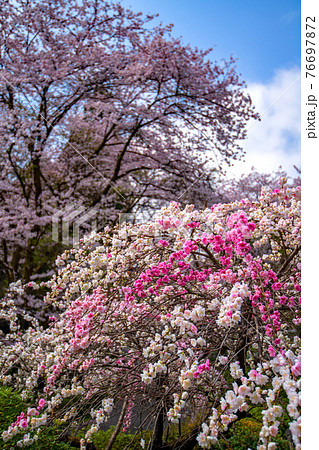 里山の春を彩る　桜と花桃　慈光寺塔頭　霊山院　　　 76697872