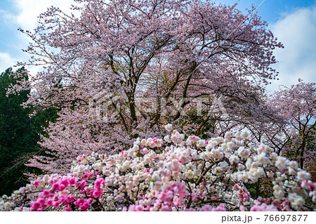 里山の春を彩る　桜と花桃　慈光寺塔頭　霊山院　　　 76697877