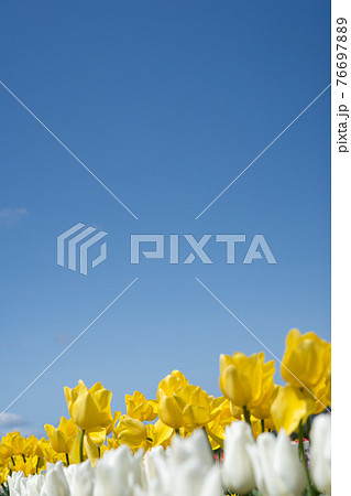 満開の黄色いチューリップと青空のコピースペース 満開の黄色いチューリップと青空のコピースペース 76697889