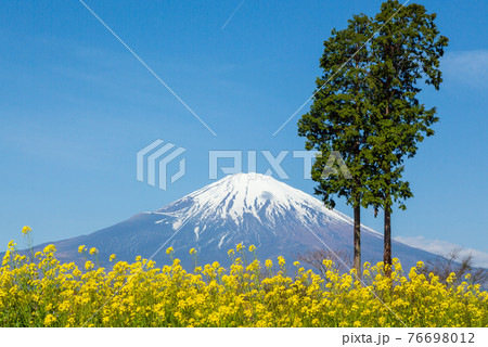静岡県御殿場市から富士山と菜の花の写真素材