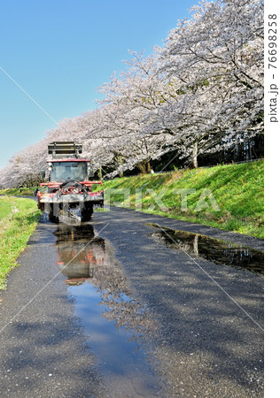 見沼田圃散歩：雨上がりの桜回廊 76698258