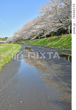 見沼田圃散歩:雨上がりの桜回廊 見沼田圃散歩:雨上がりの桜回廊 76698259