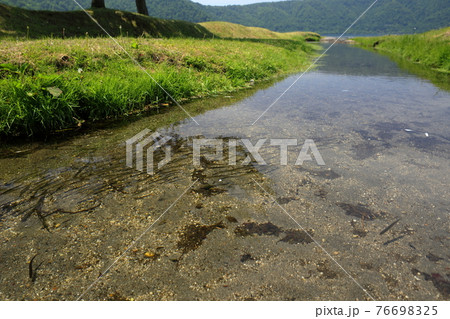 十和田湖のワカサギ産卵 十和田湖のワカサギ産卵 76698325