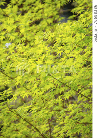 もみじ 76698386