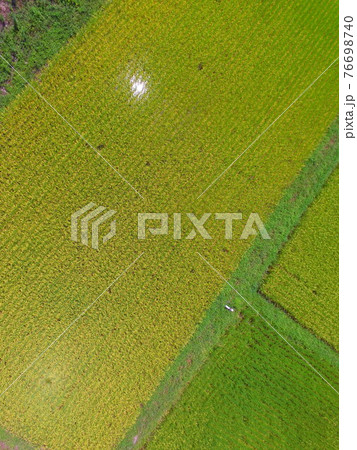 稲穂〜ドローンで空撮（福島県大沼郡会津美里町大石字家ノ下） 76698740