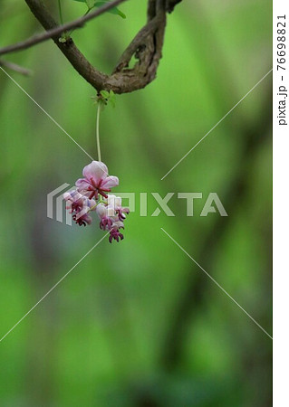 アケビの花の写真素材