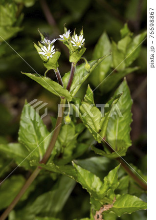 ウシハコベ 76698867