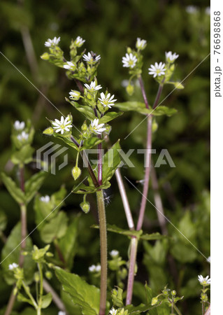 ウシハコベ 76698868