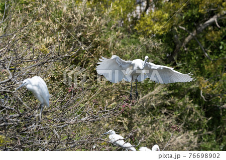 ダイサギ ダイサギ 76698902