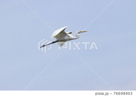 ダイサギ 76698903