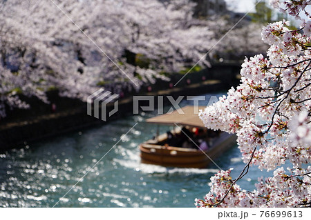 京都　鴨東運河　桜 76699613
