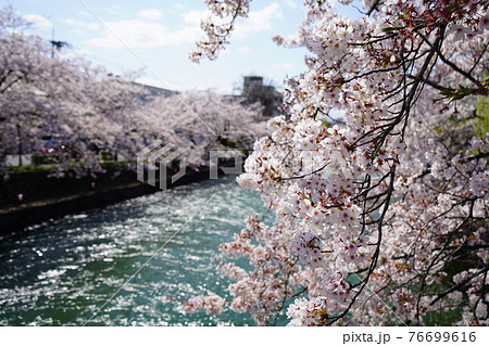 京都　鴨東運河　桜 76699616