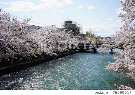 京都　鴨東運河　桜 76699617