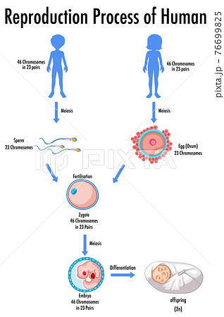 Reproduction Process of Human infographic 76699825