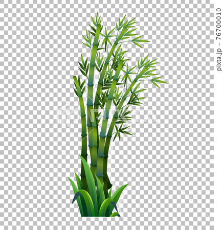Green bamboo tree on transparent background Green bamboo tree on transparent background 76700010