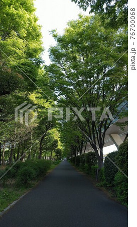 緑のトンネルの散歩道 緑のトンネルの散歩道 76700068