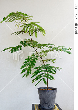 観葉植物 エバーフレッシュ 鉢植え 観葉植物 エバーフレッシュ 鉢植え 76700152