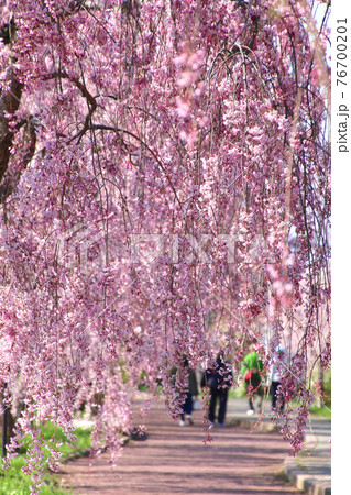 日中線のしだれ桜(福島県・喜多方市) 日中線のしだれ桜(福島県・喜多方市) 76700201