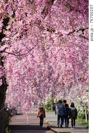日中線のしだれ桜(福島県・喜多方市) 日中線のしだれ桜(福島県・喜多方市) 76700207